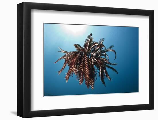 Crinoid Swimming (Comantheria), Alam Batu, Bali, Indonesia-Reinhard Dirscherl-Framed Photographic Print