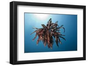 Crinoid Swimming (Comantheria), Alam Batu, Bali, Indonesia-Reinhard Dirscherl-Framed Photographic Print