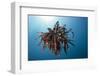 Crinoid Swimming (Comantheria), Alam Batu, Bali, Indonesia-Reinhard Dirscherl-Framed Photographic Print