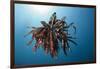 Crinoid Swimming (Comantheria), Alam Batu, Bali, Indonesia-Reinhard Dirscherl-Framed Photographic Print