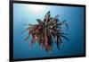 Crinoid Swimming (Comantheria), Alam Batu, Bali, Indonesia-Reinhard Dirscherl-Framed Photographic Print