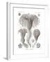 Crinoidea, 1899-1904-null-Framed Giclee Print