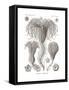 Crinoidea, 1899-1904-null-Framed Stretched Canvas