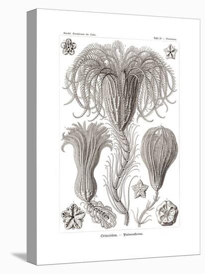 Crinoidea, 1899-1904-null-Stretched Canvas