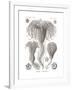 Crinoidea, 1899-1904-null-Framed Giclee Print