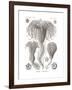 Crinoidea, 1899-1904-null-Framed Giclee Print