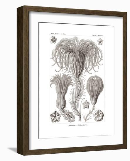 Crinoidea, 1899-1904-null-Framed Giclee Print