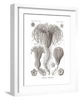 Crinoidea, 1899-1904-null-Framed Giclee Print