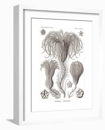 Crinoidea, 1899-1904-null-Framed Giclee Print