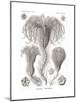 Crinoidea, 1899-1904-null-Mounted Giclee Print