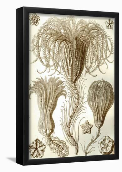 Crinoidea Nature Art Print Poster by Ernst Haeckel-null-Framed Poster