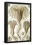 Crinoidea Nature Art Print Poster by Ernst Haeckel-null-Framed Poster