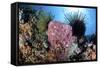 Crinoids Cling to a Large Sponge on a Healthy Coral Reef-Stocktrek Images-Framed Stretched Canvas