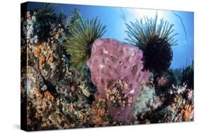 Crinoids Cling to a Large Sponge on a Healthy Coral Reef-Stocktrek Images-Stretched Canvas