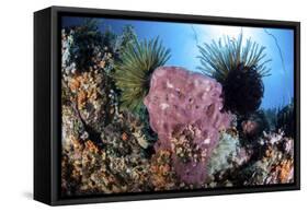 Crinoids Cling to a Large Sponge on a Healthy Coral Reef-Stocktrek Images-Framed Stretched Canvas