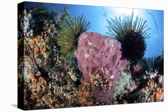 Crinoids Cling to a Large Sponge on a Healthy Coral Reef-Stocktrek Images-Stretched Canvas