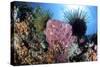 Crinoids Cling to a Large Sponge on a Healthy Coral Reef-Stocktrek Images-Stretched Canvas