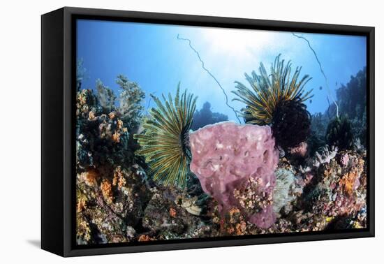 Crinoids Cling to a Large Sponge on a Healthy Coral Reef-Stocktrek Images-Framed Stretched Canvas