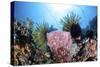 Crinoids Cling to a Large Sponge on a Healthy Coral Reef-Stocktrek Images-Stretched Canvas