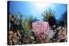 Crinoids Cling to a Large Sponge on a Healthy Coral Reef-Stocktrek Images-Stretched Canvas