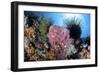 Crinoids Cling to a Large Sponge on a Healthy Coral Reef-Stocktrek Images-Framed Photographic Print