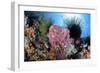 Crinoids Cling to a Large Sponge on a Healthy Coral Reef-Stocktrek Images-Framed Photographic Print