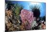 Crinoids Cling to a Large Sponge on a Healthy Coral Reef-Stocktrek Images-Mounted Photographic Print