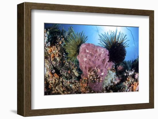 Crinoids Cling to a Large Sponge on a Healthy Coral Reef-Stocktrek Images-Framed Photographic Print