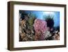 Crinoids Cling to a Large Sponge on a Healthy Coral Reef-Stocktrek Images-Framed Photographic Print