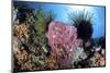 Crinoids Cling to a Large Sponge on a Healthy Coral Reef-Stocktrek Images-Mounted Photographic Print