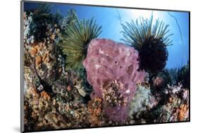 Crinoids Cling to a Large Sponge on a Healthy Coral Reef-Stocktrek Images-Mounted Photographic Print