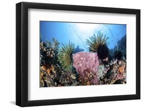 Crinoids Cling to a Large Sponge on a Healthy Coral Reef-Stocktrek Images-Framed Photographic Print