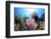 Crinoids Cling to a Large Sponge on a Healthy Coral Reef-Stocktrek Images-Framed Photographic Print