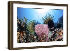 Crinoids Cling to a Large Sponge on a Healthy Coral Reef-Stocktrek Images-Framed Photographic Print