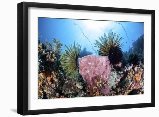 Crinoids Cling to a Large Sponge on a Healthy Coral Reef-Stocktrek Images-Framed Photographic Print