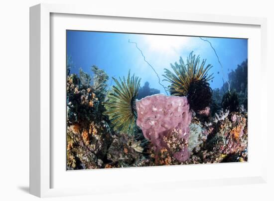 Crinoids Cling to a Large Sponge on a Healthy Coral Reef-Stocktrek Images-Framed Photographic Print