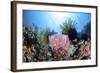 Crinoids Cling to a Large Sponge on a Healthy Coral Reef-Stocktrek Images-Framed Photographic Print