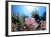 Crinoids Cling to a Large Sponge on a Healthy Coral Reef-Stocktrek Images-Framed Photographic Print