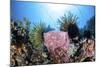 Crinoids Cling to a Large Sponge on a Healthy Coral Reef-Stocktrek Images-Mounted Photographic Print