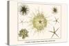 Crinoids, Gorgon's Head, Feather Stars, Brittle Stars-Albertus Seba-Stretched Canvas