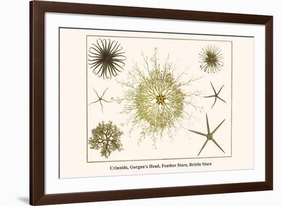 Crinoids, Gorgon's Head, Feather Stars, Brittle Stars-Albertus Seba-Framed Premium Giclee Print