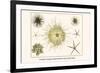 Crinoids, Gorgon's Head, Feather Stars, Brittle Stars-Albertus Seba-Framed Premium Giclee Print