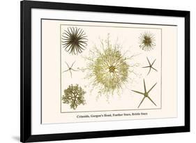 Crinoids, Gorgon's Head, Feather Stars, Brittle Stars-Albertus Seba-Framed Premium Giclee Print