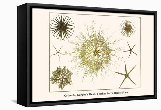 Crinoids, Gorgon's Head, Feather Stars, Brittle Stars-Albertus Seba-Framed Stretched Canvas