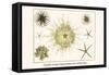 Crinoids, Gorgon's Head, Feather Stars, Brittle Stars-Albertus Seba-Framed Stretched Canvas