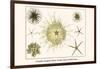 Crinoids, Gorgon's Head, Feather Stars, Brittle Stars-Albertus Seba-Framed Art Print