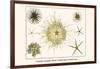 Crinoids, Gorgon's Head, Feather Stars, Brittle Stars-Albertus Seba-Framed Art Print