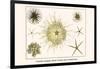 Crinoids, Gorgon's Head, Feather Stars, Brittle Stars-Albertus Seba-Framed Art Print