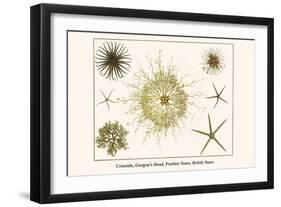 Crinoids, Gorgon's Head, Feather Stars, Brittle Stars-Albertus Seba-Framed Art Print