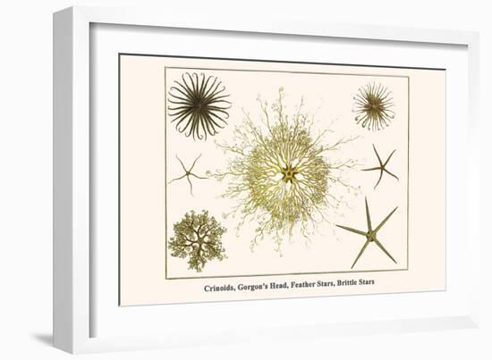 Crinoids, Gorgon's Head, Feather Stars, Brittle Stars-Albertus Seba-Framed Art Print